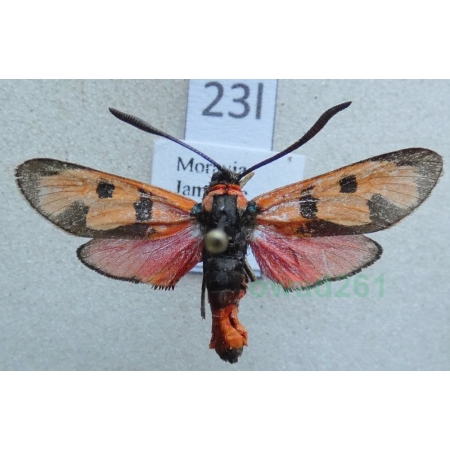 Zygaena laeta (Hübner, 1790) Czech23l